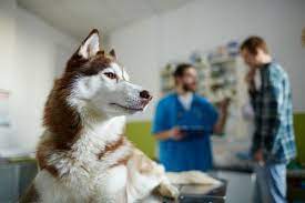 Maybe you would like to learn more about one of these? Pet Health Vet In Madison County Madison Animal Care Hospital