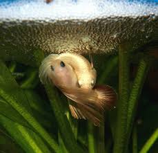 Bettas Breeding By Cecilia Bailey Mallett To Find More Information On Breeding Bettas Join Us At Www Ibcbettas Org Betta