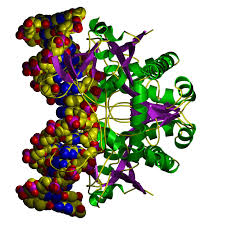 Restriction Enzymes and DNA Fingerprinting - Lesson - TeachEngineering