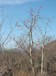 Image result for Priva flabelliformis