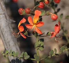 Image result for Kalaharia uncinata