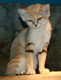 File Felis Margarita 10 Jpg Wikipedia The Free Encyclopedia Small Wild Cats Cat Species Cute Animals