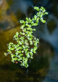 Image result for Wolffia arrhiza