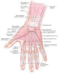 Hand Pain The Center For Physical Rehabilitation