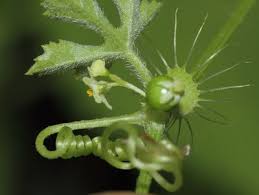 Image result for Centemopsis filiformis