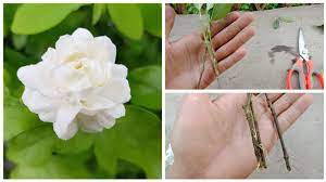 Yes, you can root jasmine in water, even if it's not the best method for propagation. How To Grow Gardenia Jasmine Plant Cuttings In Water Easy And Faster Growth Youtube