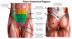 We may approximate the area under the curve from x = x1 to x = xn by dividing and then add the areas of these rectangles as follows: Anatomical Regions Scientist Cindy