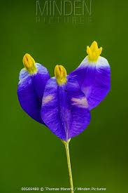 Image result for Burmannia