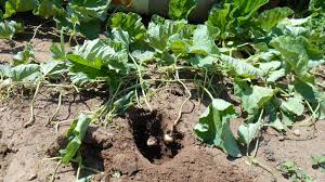 Image result for Cucumis quintanilhae