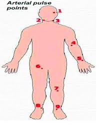 Arterial Pulse Points Of Human Body 1 Temporal Artery 2