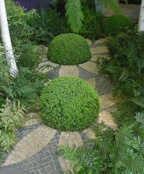 Image result for Buxus acutata