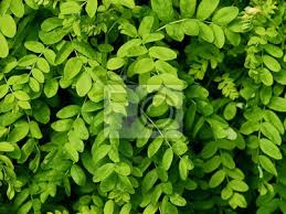 Der tropische akazienbaum (acacia) ist kein laubbaum von der stange, der sich im beet mit buche, esche oder eiche vergesellschaften lässt. Grune Blatter Von Akazienbaum Close Up Fototapete Fototapeten Laubbaum Farbbild Akazie Myloview De