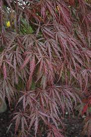 Growing japanese maples indoors means solving the problem of their natural size while addressing their seasonal requirements. Tamukeyama Japanese Maple Calloway S Nursery