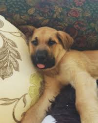 These large dogs owe their lineage to two unique breeds, one known for its gentle and protective nature, and the other famed for its excellent working skills and alert disposition. 18 German Shepherds Mixed With Great Dane The Paws