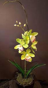 Cymbidium Orchid By Lori Snow Cymbidium Orchids Orchids Orchid Cake