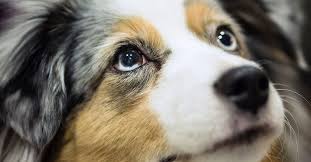This partnership means that you can travel with your pet with confidence that you're protected! Mini Australian Shepherds Have Gotten Very Very Popular Vox