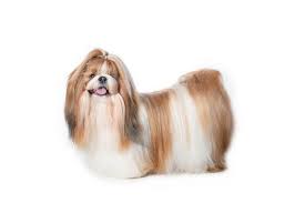 Expect to pay less for a puppy without papers, however, we do not recommend buying a puppy without papers. The Cost Of Shih Tzu Puppies Adult Dogs With Calculator Petbudget