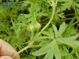 Image result for Geranium ocellatum