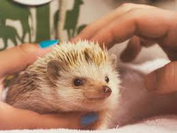 Common Pets Banned In The Us Insider