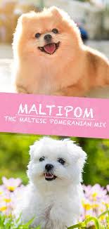 Maltipom Dog Information Center A Maltese Pomeranian Mix Breed Guide