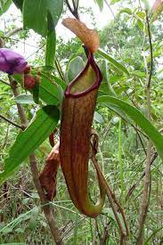 A Garden S Chronicle Nepenthes Holdenii Is Now In Cultivation Pitcher Plant Canning Plants