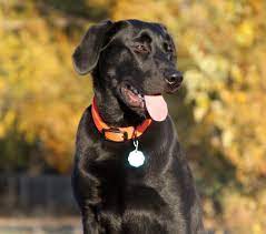 Labs truly are the best dogs on the planet. Labrador Labs For Sale Started Dogs Retriever Training Texas