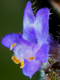 Image result for Cantinoa