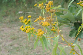 Image result for Flaveria bidentis