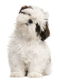 Black And White Shih Tzu Puppy Names Curious Shih Tzu Puppy Shih Tzu Puppy Shih Tzu Dog Puppy Images