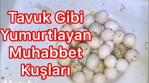 11 Yumurta Yapan Muhabbet Kusu Yeni Cekilis Hazirliklari Youtube