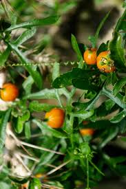 Image result for Kedrostis foetidissima