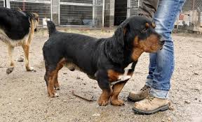 Black And White Basset Hound Mix Basset Hound Rottweiler Mix Basset Hound Mix Rottweiler Mix Hound Puppies
