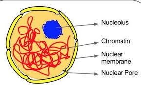 We did not find results for: Nucleus Cell Structure And Functions Class 8