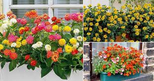 Das ist das neue ebay. 32 Appealing Cascading Flowers For Window Boxes Balcony Garden Web