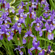 What's the difference between an annual and a perennial? 10 Best Perennial Plants For Anyone S Garden Dengarden