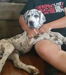 Daniff Puppy Dane Dog Great Dane Great Dane Puppy