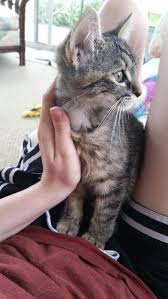 Sara Adli Kullanicinin Baby Cats Panosundaki Pin 2020 Kedi Cok Sirin Hayvanlar Cute Kittens