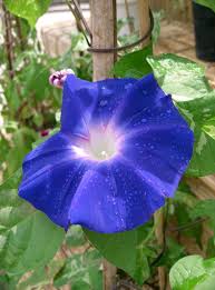 Image result for Ipomoea sinensis