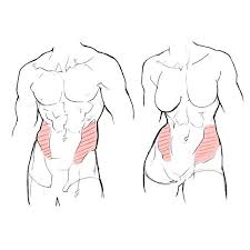Not extremely suitable if you are depicting older males but will serve well as reference. ç­‹è‚‰ å¥³æ€§ æãæ–¹ ã‚¤ãƒ©ã‚¹ãƒˆ Drawing Muscular Woman Cgreferences