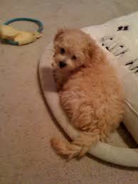 You to adopt one of godiva's pups. Testimonials Maltipoo Furry Friends