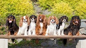 Cavalier king charles spaniel coloring pages. Cavalier King Charles Spaniel Breed Info Facts Traits Pictures More