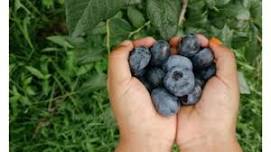 Blueberry Festival & Craft Show