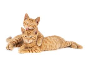Maybe you would like to learn more about one of these? 10 Inspirasi Nama Kucing Islam Yang Memiliki Arti Baik Cocok Digunakan Untuk Kucing Kesayanganmu Pikiran Rakyat Indramayu