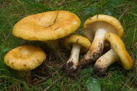Image result for Lactarius mutabilis