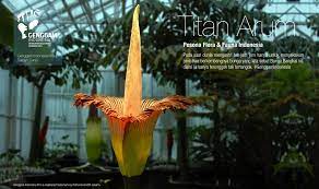 Titan Arum The Giant Corpse Flower From Sumatra Indonesia