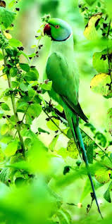 Lovely Green Parrot Lovely Green Leaves Lovely Green Background Guess Which Colour Is The True Colour In This Picture Animals Animals Beautiful Pet Birds