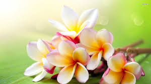 Plumeria can grow to 35 foot tall but is easily pruned to manage in a container indoors or on a balcony. Plumeria Wallpapers Top Free Plumeria Backgrounds Wallpaperaccess