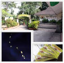 Fireflies or 'lightning bugs' do what they do at night in order to. Kuala Selangor Firefly Park Review Attractions Wonderful Malaysia