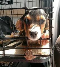 Whether you're looking to adopt, foster or volunteer, getting in contact with your local animal shelter is a great place to start. How To Stop Pets R Us And Tully S From Selling Mill Dogs And Cats Pets In Omaha