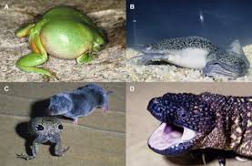 So, here are some much better examples of convergent evolution! Convergent Evolution Pick Your Poison Carefully Sciencedirect